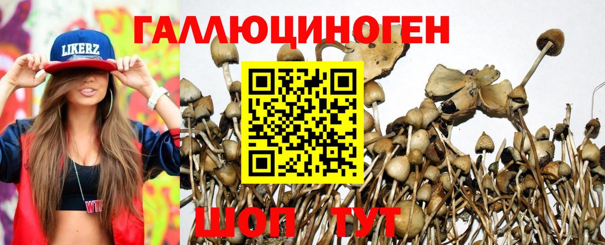 Карачаевск  Псилоцибиновые грибы Psilocybe  Псилоцибиновые грибы прущие грибы  Вход с VPN 